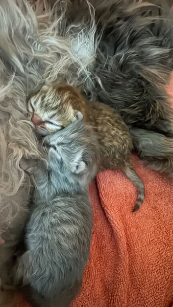 British Shorthair x Persian Kittens