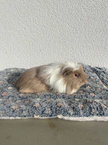 Male Guineapig