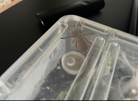 Tarantulas for sale