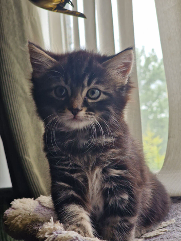 Cute male kitten looking for his family