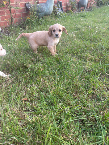 Beautiful cavachon x cocker puppies