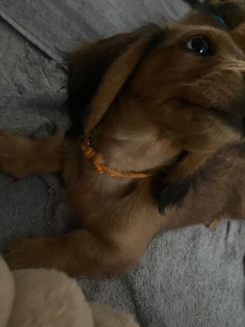 1x  miniature Longhaired dachshund - boys