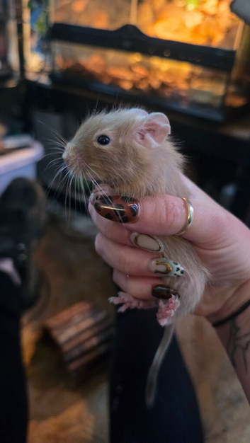Baby degu mixed colours