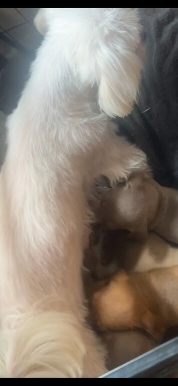 Gorgeous Mauxie girls for sale