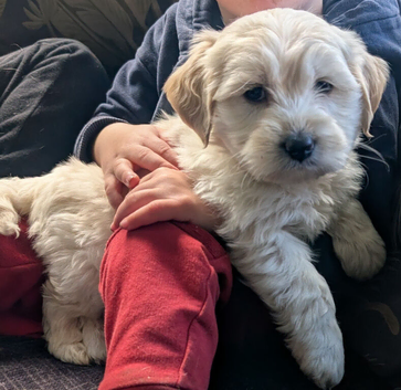 Min poodle x golden retriever