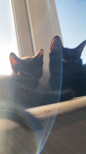 3 month old male kitten