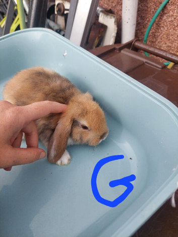 Ready to leave baby mini lops