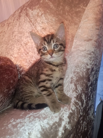 2 female tabby kitten and 1 all black male kittens