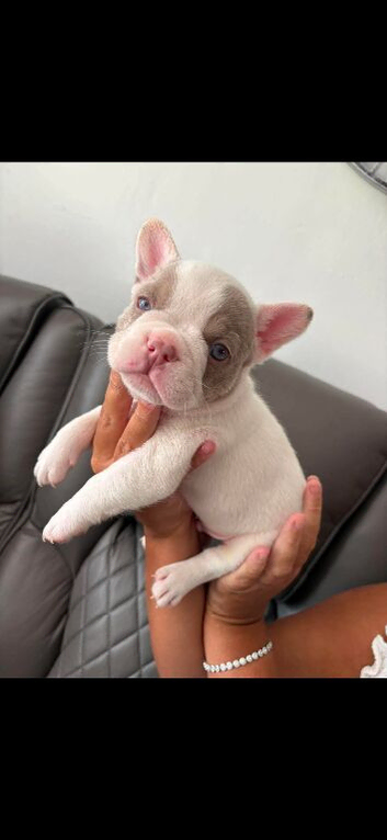Puppy&rsquo;s