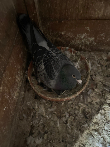 QUALITY RACING PIGEON