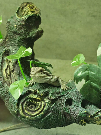 2 Baby Bearded Dragons