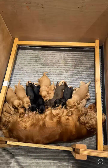 Show cocker spaniel pups