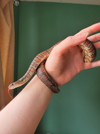 Male northern water snake