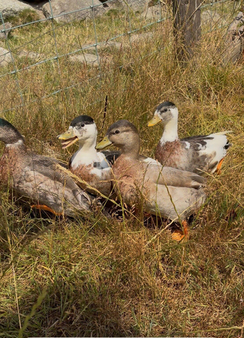 4x Male Magpie/Mallard Call Ducks