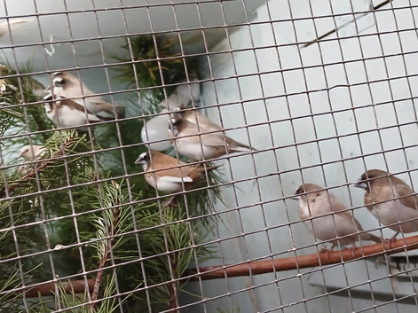 Bengalise Finches for Sale