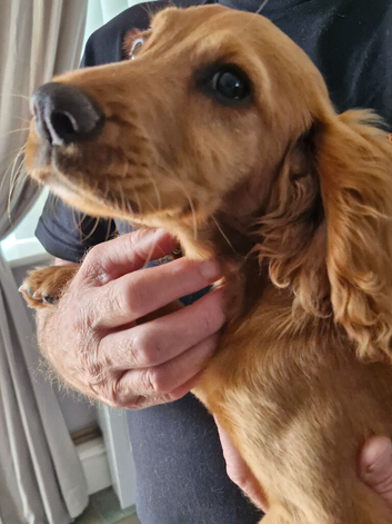 Working cocker spaniel pup