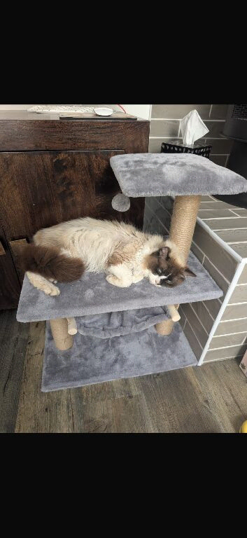Beautiful TICA registered male cat