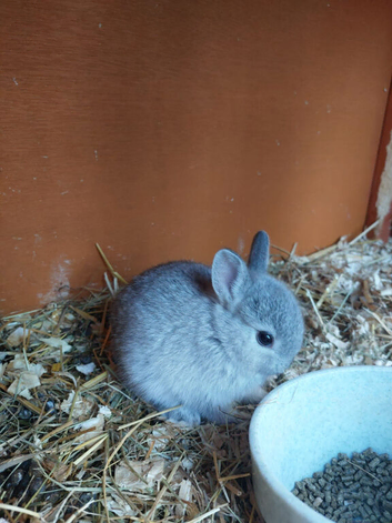 Purebred Netherland Dwarf Bunnies