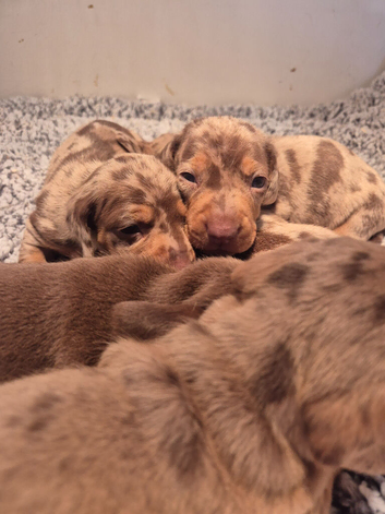 Dachshund puppies