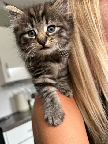 1 boy kitten left