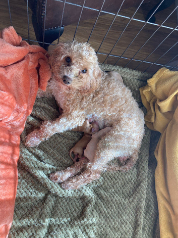 Beautiful F1b Cavapoochon Puppies