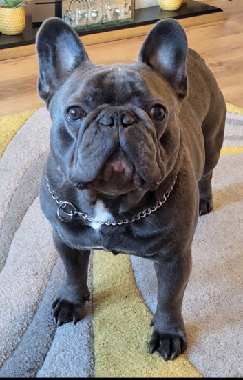 French Bulldog