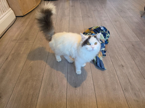 British short hair cross