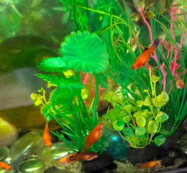 Young Platy Orange and Orange/ black fin