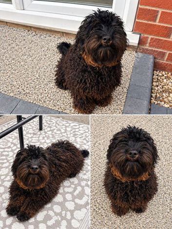 7 month old female cockapoo