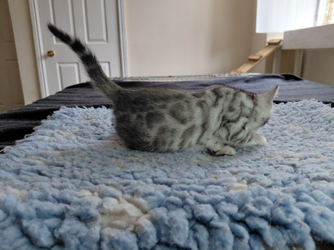Female silver Bengal