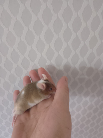 One Male  mouse Available Now &pound;5