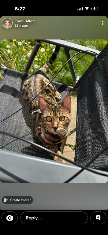 Bengal cat