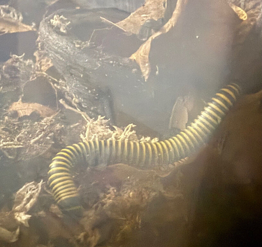 Bumblebee millipedes for sale large colony surplus