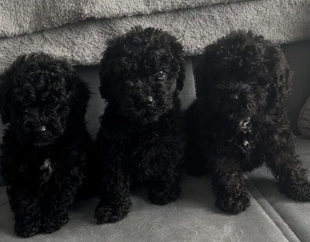 Gorgeous mini poodles ready for there new family