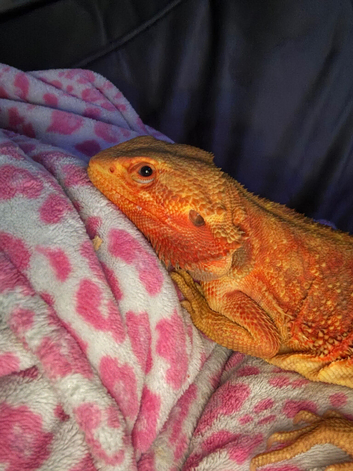 14 month old bearded dragon
