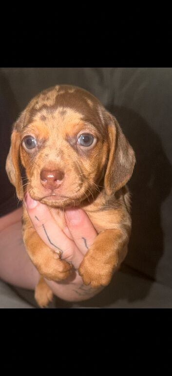 6 beautiful miniature dachshunds for sale