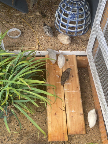 Beautiful Mini Quail