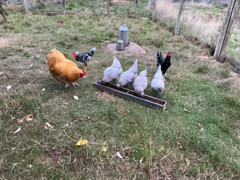 Lavender Araucana pullets