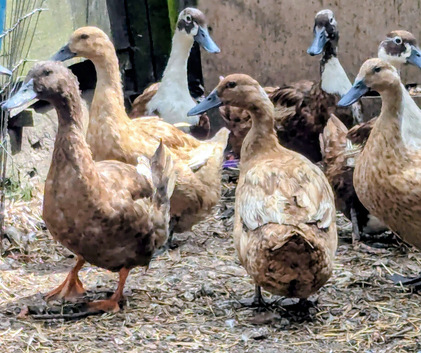 Khaki Campbell's (4 ducks & 1 drake)