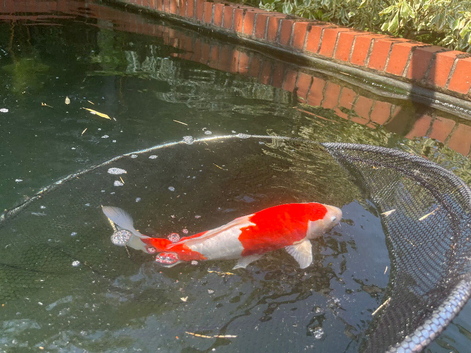 Koi carp