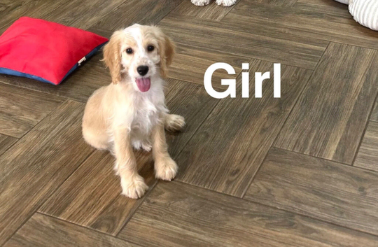 Lovely cockapoo 4 months old