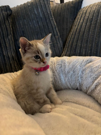 Blue eyed female ragdoll 8 weeks
