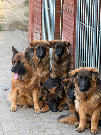 Pure bread GSD king size long hair pups