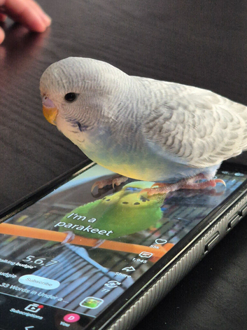 Baby budgie