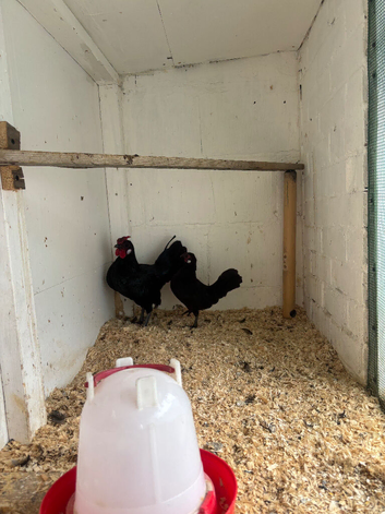 Chickens