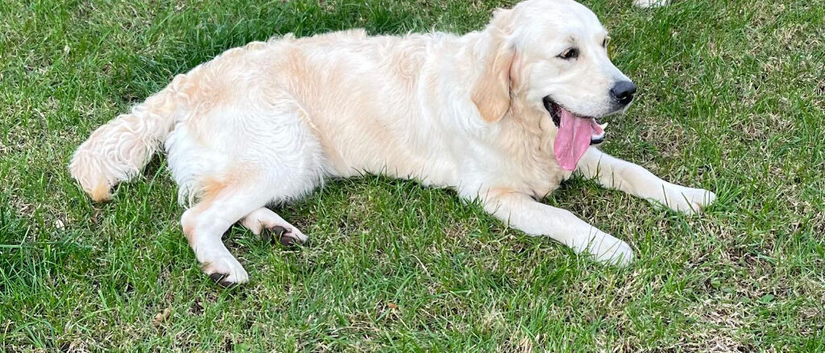 Adult Girl, 2.5 years old (Spayed)