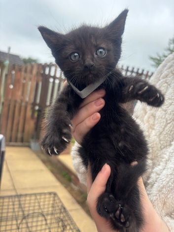 5 Beautiful Kittens