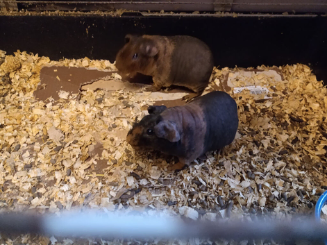 2 male skinny pigs