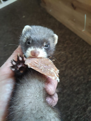 Ferrets for sale