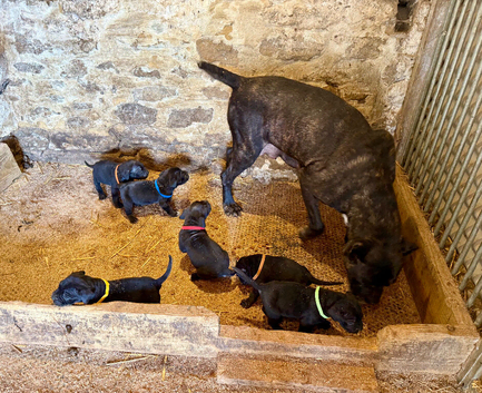 Beautiful pure Cane Corso Puppies